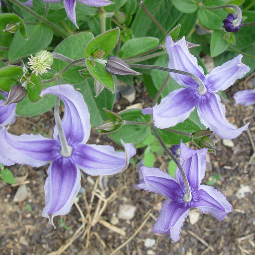 Clematis integrifolia - Click Image to Close